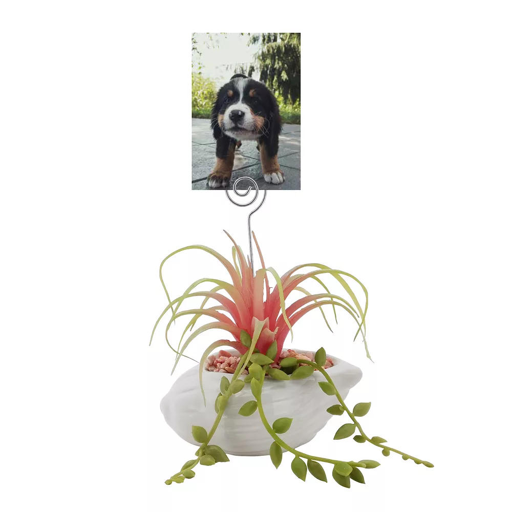Sonoma Goods For Life® Air Plant Artificial Greenery Photo Clip - Image 3